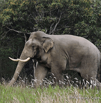 ช้างเอเชีย (Asian Elephant)