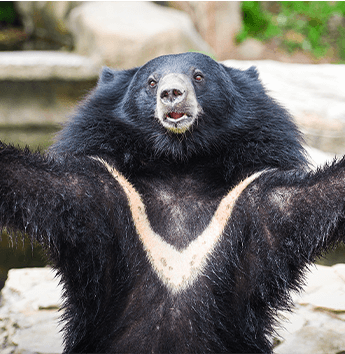 หมีควาย (Asian Black Bear)