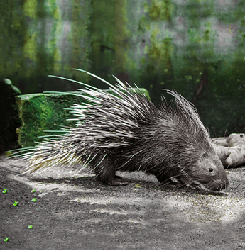 เม่นใหญ่แผงคอยาว (Malayan Porcupine)