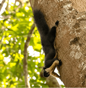 พญากระรอกดำ (Black Giant Squirrel)