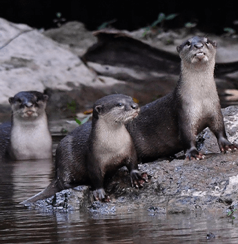 นากใหญ่ขนเรียบ (Smooth-coated Otter)