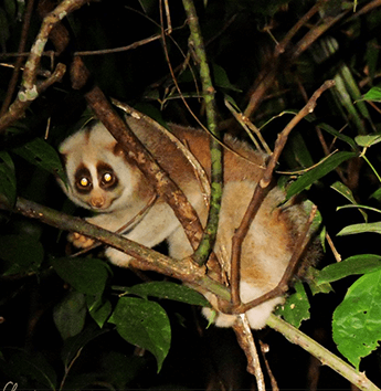 ลิงลมเหนือ (Northern Slow Loris)