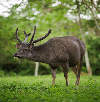 กวางป่า (Sambar Deer)