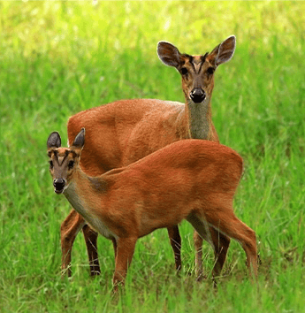 เก้ง (Barking Deer)