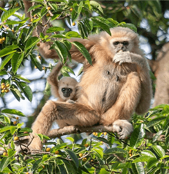 ชะนีมือขาว (White-handed Gibbon)