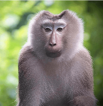 ลิงกังเหนือ (Northern Pig-tailed Macaque)