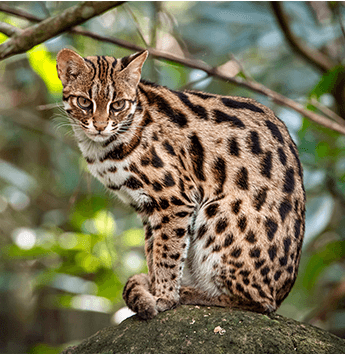 แมวดาว (Leopard Cat)