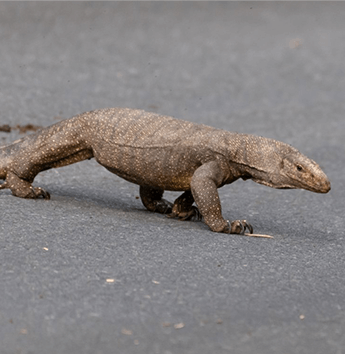 ตะกวด (Tree Monitor)