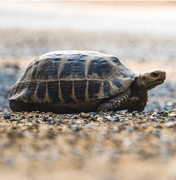 เต่าเหลือง (Elongated, Yellow Tortoise)