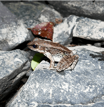 กบอ่องใหญ่ (Mortensen's Frog)