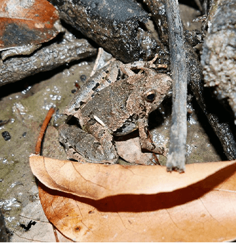 อึ่งแม่หนาว (Berdmore's Chorus Frog)