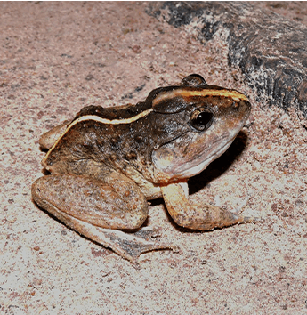 กบหงอน (Capped Frog, Gyldenstolpe's Frog)