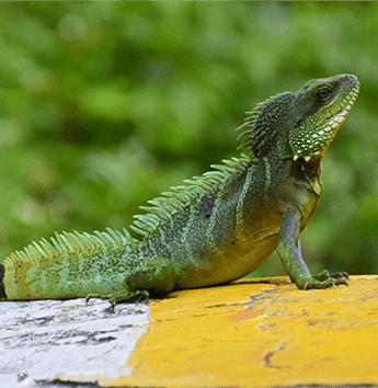 ตะกอง หรือ กิ้งก่ายักษ์ (Chinese Water Dragon)