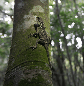 กิ้งก่าเขาเล็ก (Scale-bellied Tree Lizard)