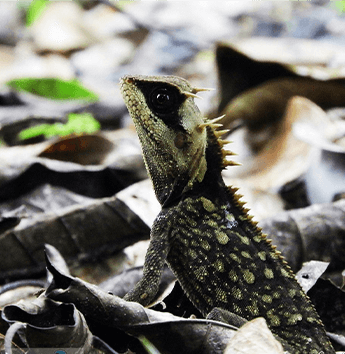 กิ้งก่าเขาหนามยาว (Greater Spiny Lizard)