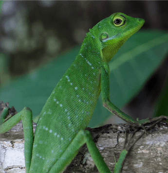 กิ้งก่าเขียวใต้ (Gunung Raya Green-crested Lizard)