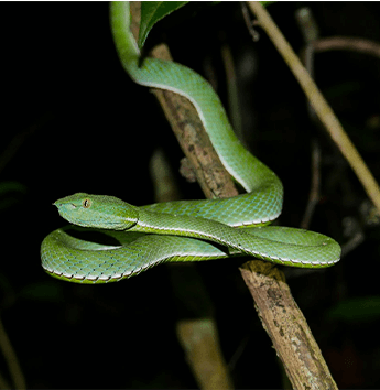 งูเขียวไผ่หางเขียว (Vogel's Green Pitviper)