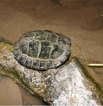 เต่าใบไม้ (Asian Leaf Turtle)